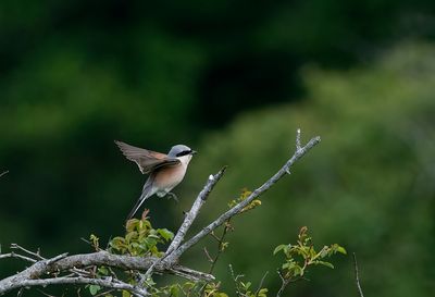 Red-backed Shrike ( Törnskata ) Lanius collurio - P5250434.jpg