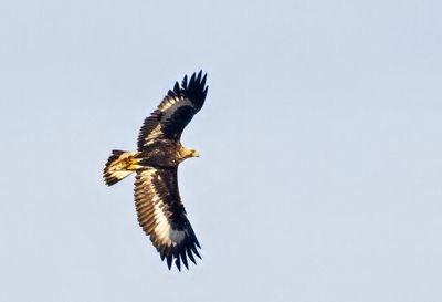 Golden Eagle ( Kungsrn ) Aquila chrysaetos - P1145003.jpg