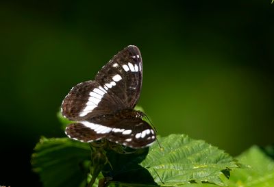 BUTTERFLIES, MOTHS AND OTHER INSECTS