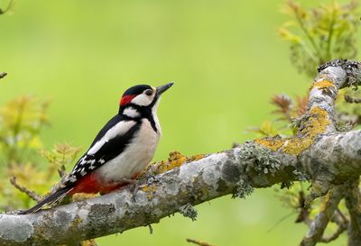 Great Spotted Woodpecker ( Strre hackspett ) Dendrocopos major - P5180033.jpg