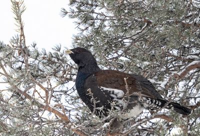 Capercaillie ( Tjder ) Tetrao urogallus - 2220083.jpg