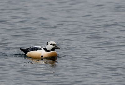 Rare birds in Sweden