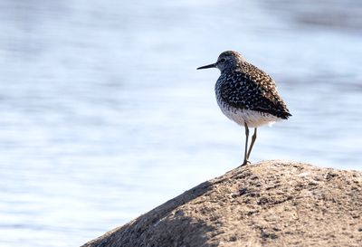 Wood Sandpiper ( Grnbena ) Tringa glareola - P5120158.jpg