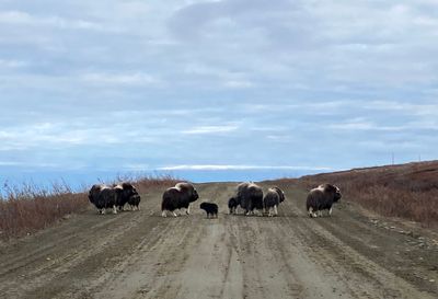 Muskoxes ( Myskoxar ) Ovibos moschatus - IMG_4591.jpg