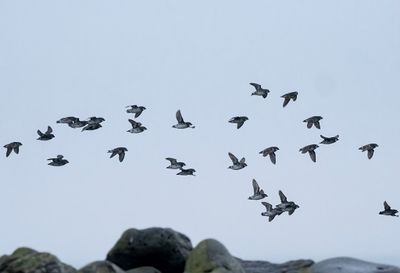 Least Auklet ( Dvärgalka ) Aethia pusilla - P5290046.jpg