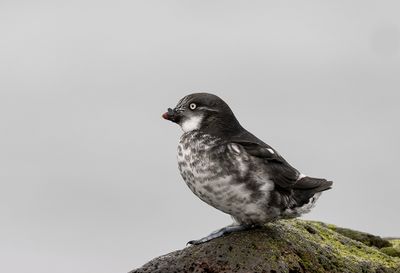 Least Auklet ( Dvärgalka ) Aethia pusilla - P5290200.jpg