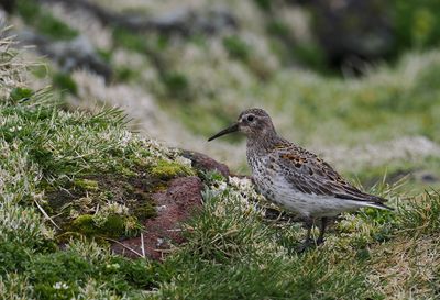 Rock Sandpiper ( Klippsnäppa ) Calidris ptilocnemis ptilocnemis - P5290379.jpg