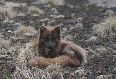 Arctic Fox ( Fjällräv ) Vulpes lagopus - P5290517.jpg