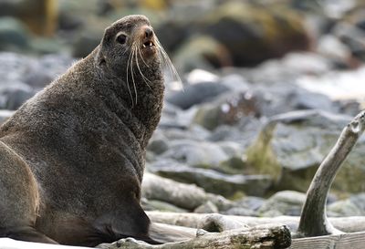 Northern Fur Seal ( Nordlig pälssäl ) Callorhinus ursinus - P5290959.jpg