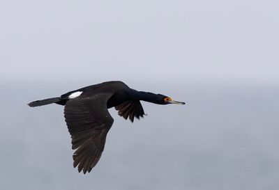 Red-faced Cormorant ( Beringskarv ) Urile urile - P5300675.jpg