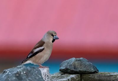 Hawfinch ( Stenknäck ) Coccothraustes coccothraustes - P5301266.jpg