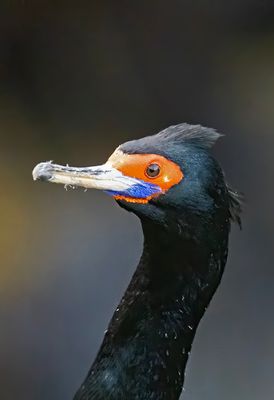 Red-faced Cormorant ( Beringskarv ) Urile urile - P5301298.jpg