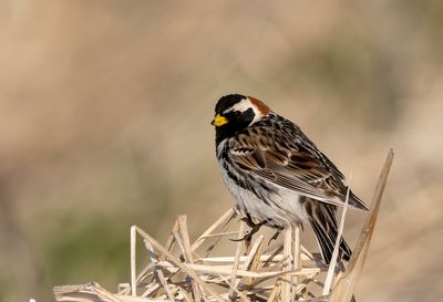 Lapland Bunting ( Lappsparv ) Calcarius lapponicus alascensis - P5301361.jpg