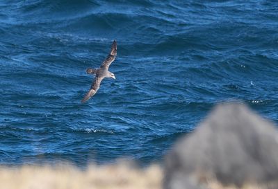 Northern Fulmar ( Stormfågel ) Fulmaris glacial rodgresii - P5301386.jpg