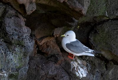 Red-legged Kittiwake ( Beringmås ) Rissa brevirostris- P5301439.jpg