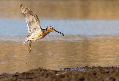 Short-billed Dowitcher ( Mindre beckasinsnäppa ) Limnodromus griseus caurinus - P5310372.jpg