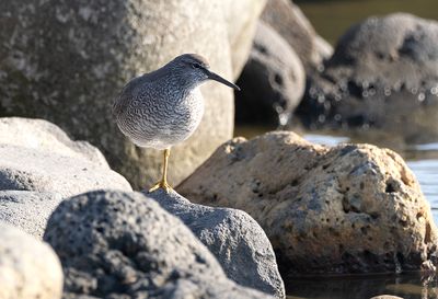 Wandering Tattler ( Amerikansk gråsnäppa ) Ringa incana - P5310566.jpg