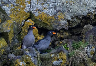Crested Auklet ( Tofsalka ) Aethia cristatella - P5310810.jpg