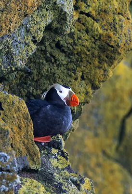 Tufted Puffin ( Tofslunne ) Fratercula cirrhata - P5310875.jpg
