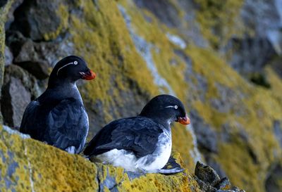 Parakeet Auklet ( Papegojalka ) Aethia psittacula - P5310894.jpg