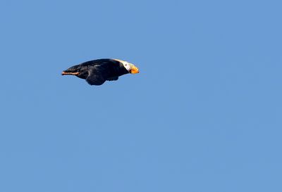Tufted Puffin ( Tofslunne ) Fratercula cirrhata - P5310896.jpg