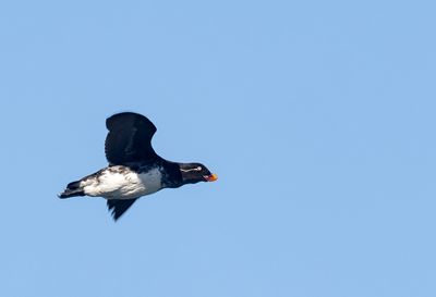 Parakeet Auklet ( Papegojalka ) Aethia psittacula - P5310945.jpg