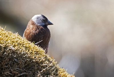 Grey-crowned Rosy Finch ( Grånackad alpfink ) Leucosticte tephrocotis - P5311642.jpg
