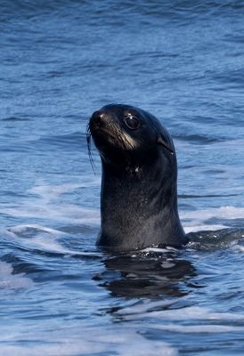 Northern Fur Seal ( Nordlig pälssäl ) Callorhinus ursinus - P5311707.jpg