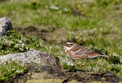 Rustic Bunting ( Videsparv ) Emberiza rustica - P5311740.jpg