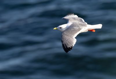 Red-legged Kittiwake ( Beringmås ) Rissa brevirostris - P6011326.jpg