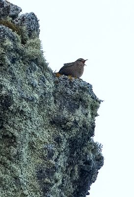 Pacific Wren ( Stillahavsgärdsmyg ) Troglodytes pacificus alascensis - P6011392.jpg