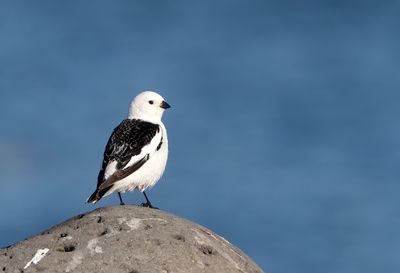 Snow Bunting ( Snösparv ) Plectrophenax nivalis townsendi - P6011478.jpg