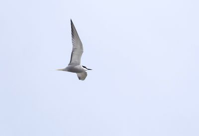 Aleutian Tern ( Beringtärna ) Onychoprion aleuticus - P6021511.jpg