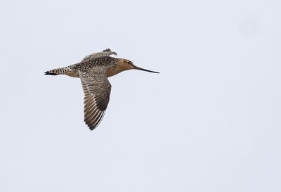 Bar-tailed Godwit ( Myrspov ) Limosa lapponica baueri - P6030204.jpg