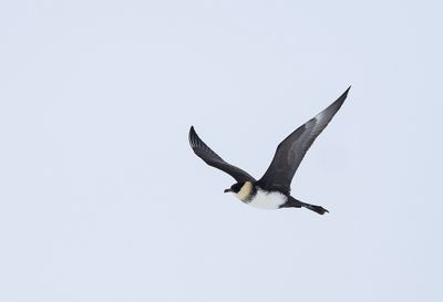 Pomarine Skua ( Bredstjärtad labb ) Stercorarius pomarinus - P6030447.jpg