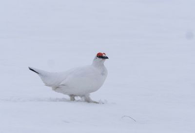 Rock Ptarmigan ( Fjällripa ) Lagopus mutus rupestris - P6030761.jpg