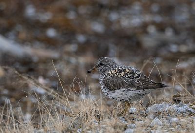 Surfbird ( Bränningsnäppa ) Calidris virgata - P6030878.jpg