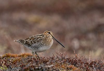 Wilson's Snipe ( Wilsonbeckasin ) Gallinago delicata - P6031536.jpg