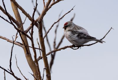 Arctic Redpoll ( Snösiska ) Acanthis hornemanni exilipes - P6031591.jpg
