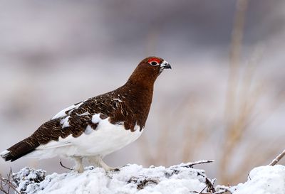 Willow Ptarmigan ( Dalripa ) Lagopus lagopus alascensis - P6031947.jpg