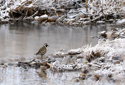Pacific Golden Plover ( Sibirisk tundrapipare ) Pluvialis fulva - P6032081.jpg