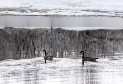 Cackling Goose ( Polargås ) Branta hutchinsii taverneri - P6032100.jpg