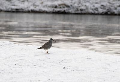 Wandering Tattler ( Amerikansk gråsnäppa ) Tringa incana - P6032150.jpg