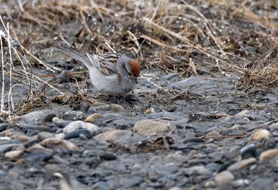 American Tree Sparrow ( Tundrasparv ) Spizelloides arborea ochracea - P6032188.jpg