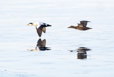Common Eider ( Ejder ) Somateria mollissima v-nigrum - P6041298.jpg