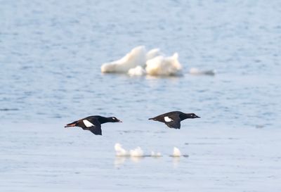 White-winged Scoter ( Amerikansk knölsvärta ) Melanitta deglandi - P6041353.jpg