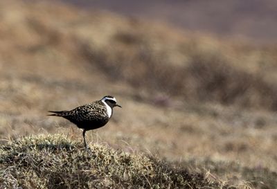 American Golden Plover ( Amerikansk tundrapipare ) Pluvialis dominica - P6051516.jpg
