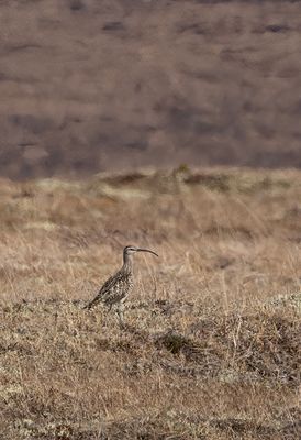 Bristle-thighed Curlew ( Alaskaspov ) Numenius tahitiensis - P6051692.jpg