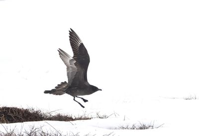 Pomarine Skua ( Bredstjärtad labb ) Stercorarius pomarinus - P6051848.jpg