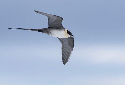 Long-tailed Skua ( Fjällabb ) Stercorarius longicaudus - P6051899.jpg
